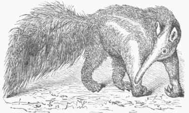 Great Ant Eater (Myrmecophaga jubata).