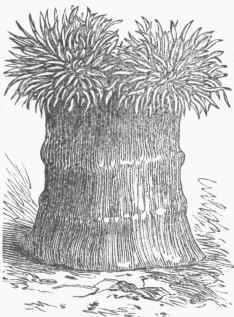 Metridium marginatum (Fringed Actinia), expanded.