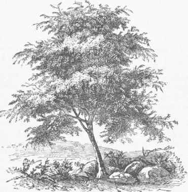 Mountain Ash.