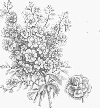 Double Gilliflower.
