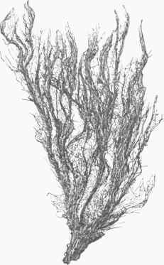 Enteromorpha electa.