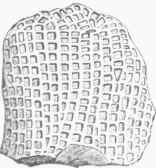 Favositea Niagarieusis.