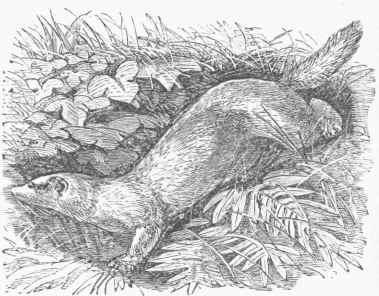 Ferret (Putorius furo).
