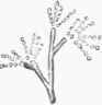 Fig. 4. Fructification of Penicillium crus taceum (Hallier).