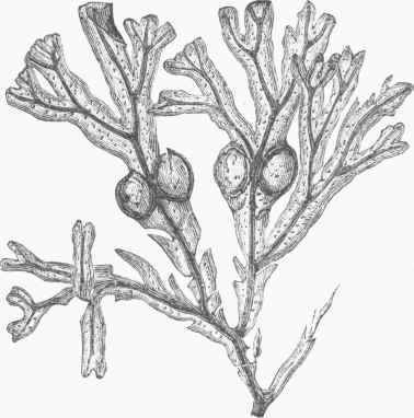 Fucus vesiculosus.