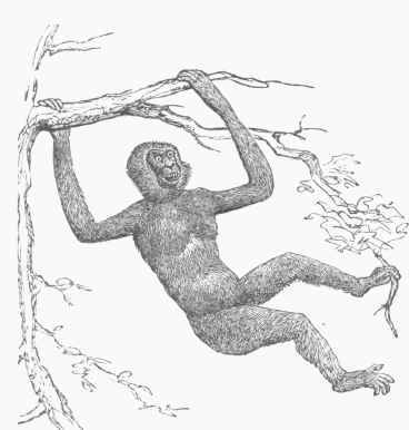 Gibbon (Hylobates).