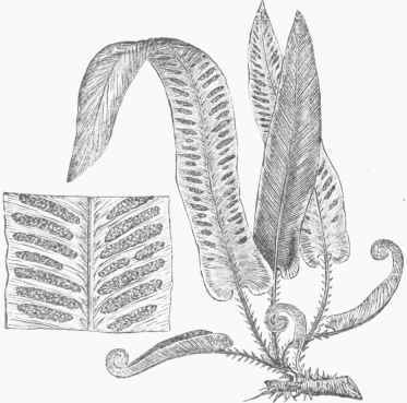 Hart's Tongue (Scolopendrium officinarum).