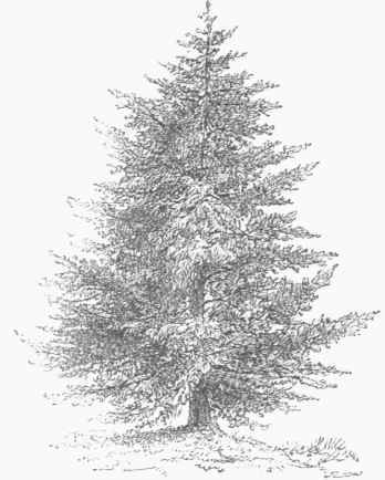 Silver Fir (Abies pectinata).