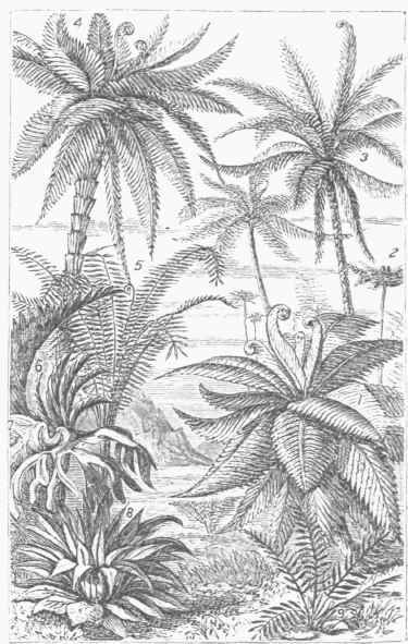 Tree Ferns.