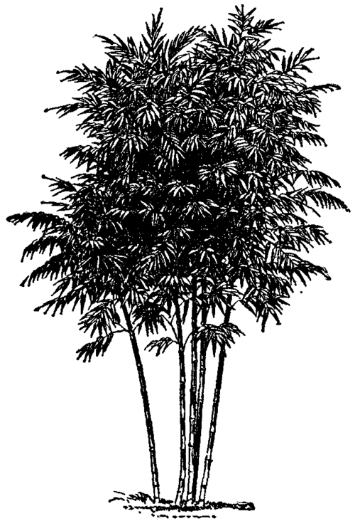 image images/v2 bamboo_2