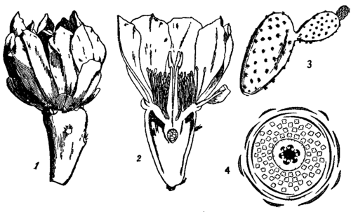 Fig. 1.  Prickly Pear.