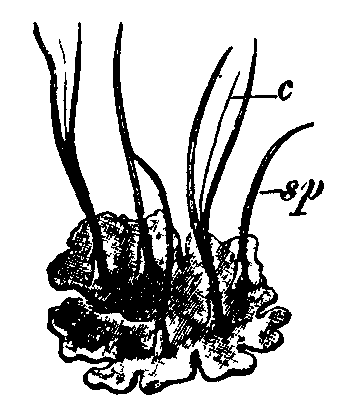 Fig. 10.  Anthoceros laevis.