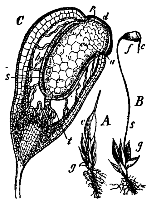 Fig. 11.  Funaria hygrometrica.