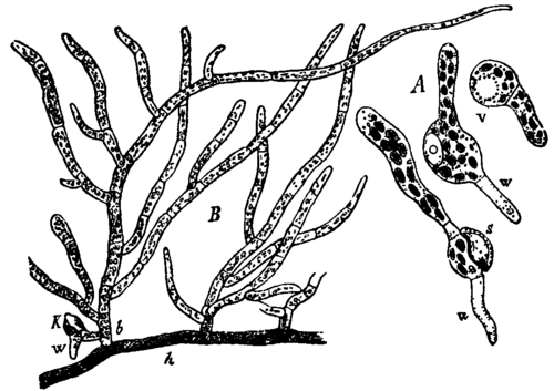 Fig. 12.  Funaria hygrometrica.