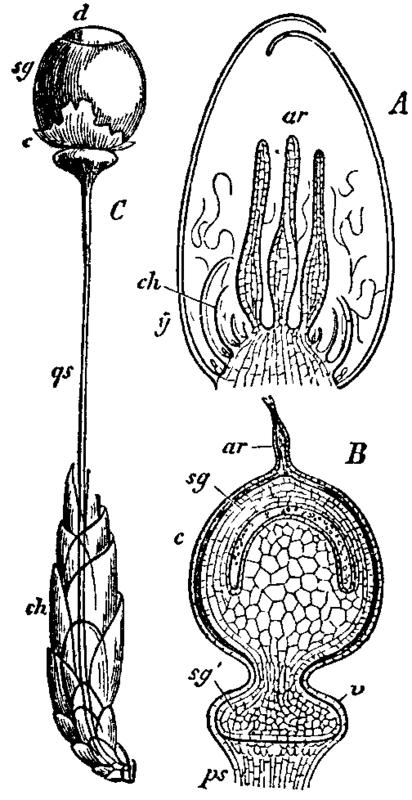 Fig. 13.  Sphagnum acutifolium.