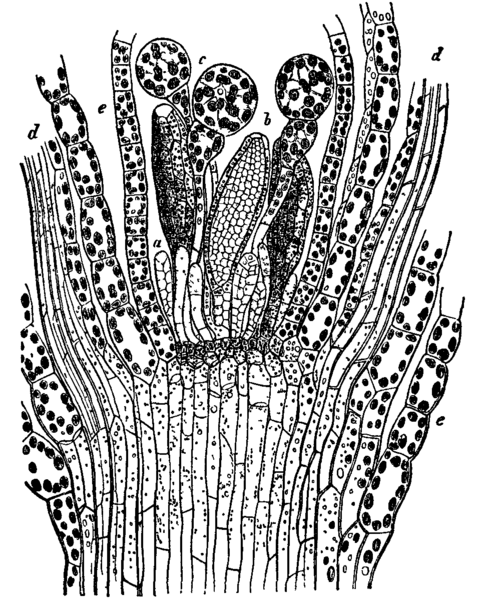 Fig. 15.  Funaria hygrometrica.