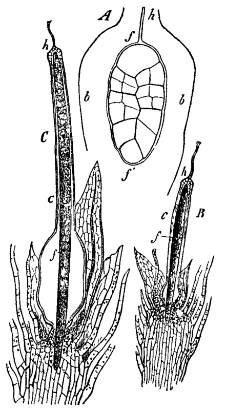 Fig. 16.  Funaria hygrometrica.