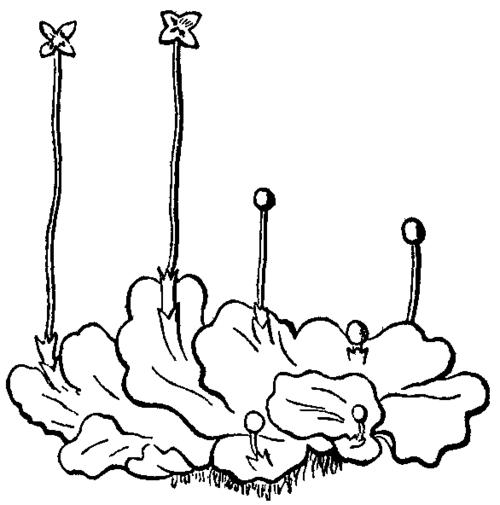 Fig. 2.  Pellia epiphylla.