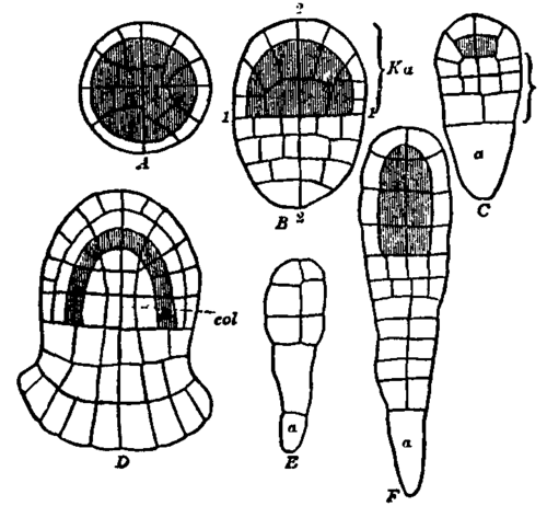 Fig. 4.  Young embryos of Liverworts.