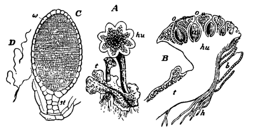 Fig. 5.  Marchantia polymorpha.