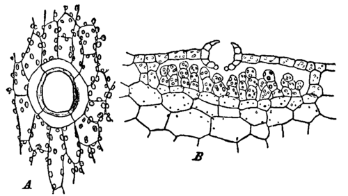 Fig. 6.  Marchantia polymorpha.