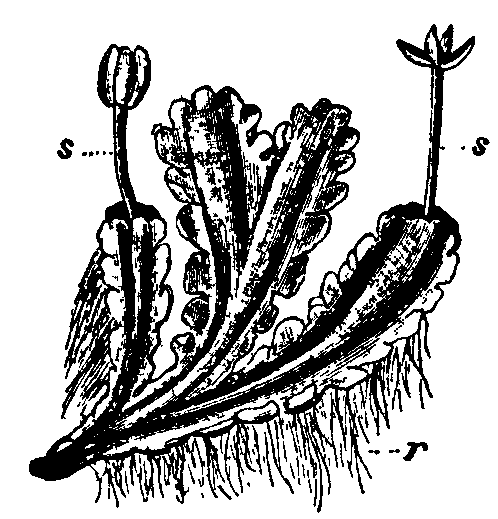 Fig. 7.  Blasia pusilla.