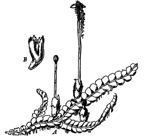 Fig. 8.  Chiloscyphus polyanthos.