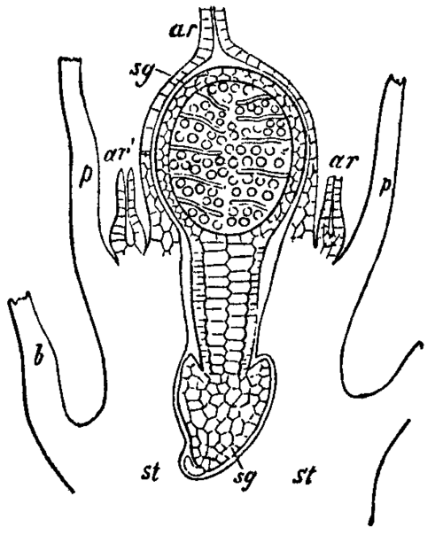 Fig. 9.  Cephalozia bicuspidata.