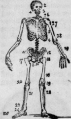 Anatomy 64