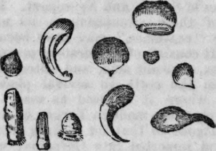 Animalculae 133