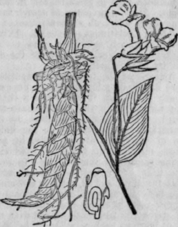 Arrow Root Marania Arundinacea 192