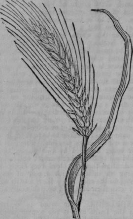 Barley 368