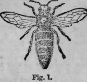 Bees 492