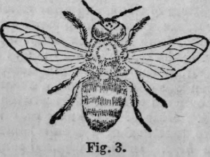 Bees 494