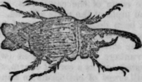 Beetle Or Scharabaeus 135