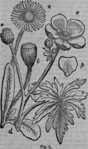 Buttercups And Daisies 221