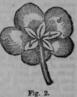 Buttercups And Daisies 222