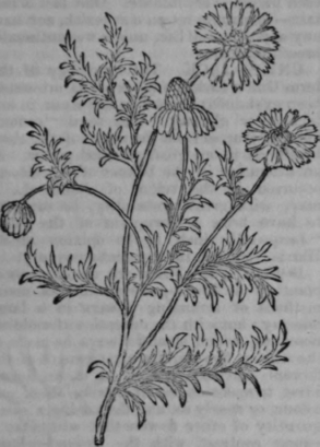 Camomile 275