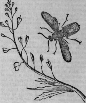 Chrysididae 363