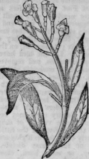 Clove Tree 173