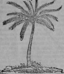 Cocoa Nut Tree 263