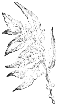 Coral 169