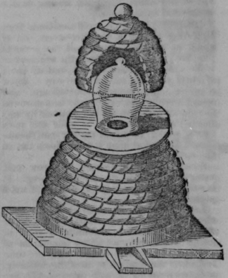 Cottage Hives 24