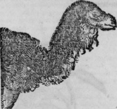 Dromedary 185