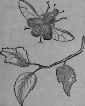 Elm Destroying Scolytus 284