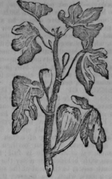 Fig Tree 319
