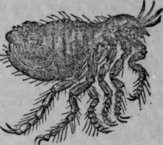 Flea 597