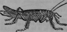 Grasshopper 290