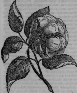 How To Make A Rose Of Wood Shavings 536