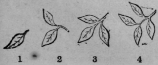 Language Of Flowers 482